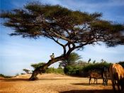 ethiopia-boy-tree_6004_600x450